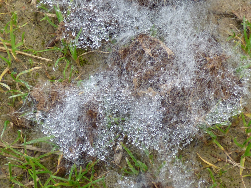 Joli voyage incongru